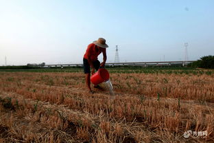 臨沂平邑縣啟動(dòng)抗旱Ⅳ級(jí)響應(yīng)，全力保障農(nóng)作物與苗木生長(zhǎng)