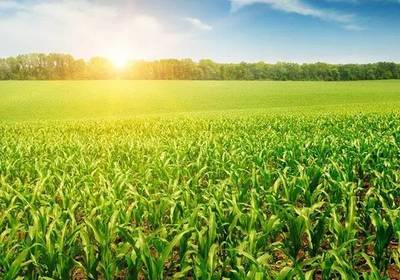 2017年國(guó)家政策扶持的農(nóng)業(yè)水果項(xiàng)目解析