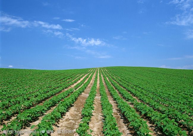 農(nóng)作物生長(zhǎng)圖片素材 記錄豐收與成長(zhǎng)的視覺(jué)盛宴