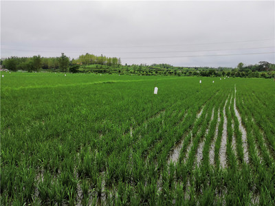 綠色防控繪新篇 河南商城縣榮獲全國(guó)農(nóng)作物病蟲(chóng)害“綠色防控示范縣”稱號(hào)